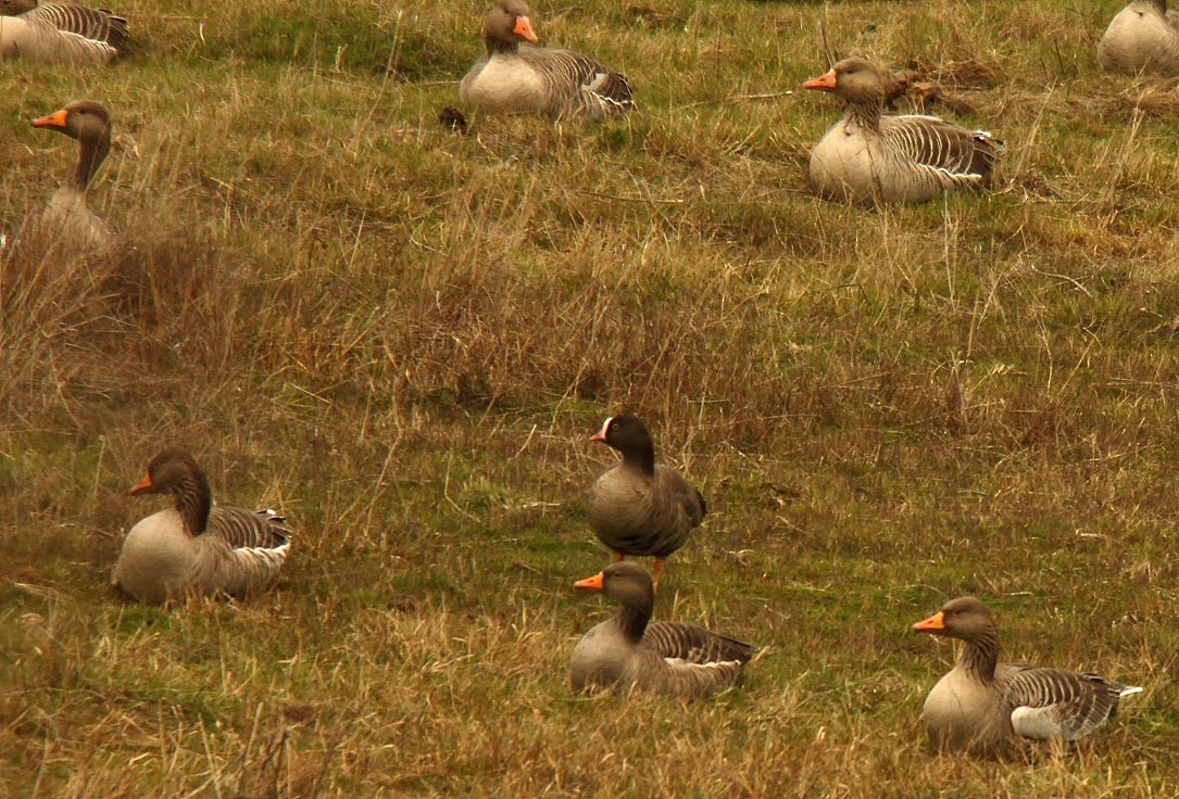 Lesser White-fronted Goose - ML610548562