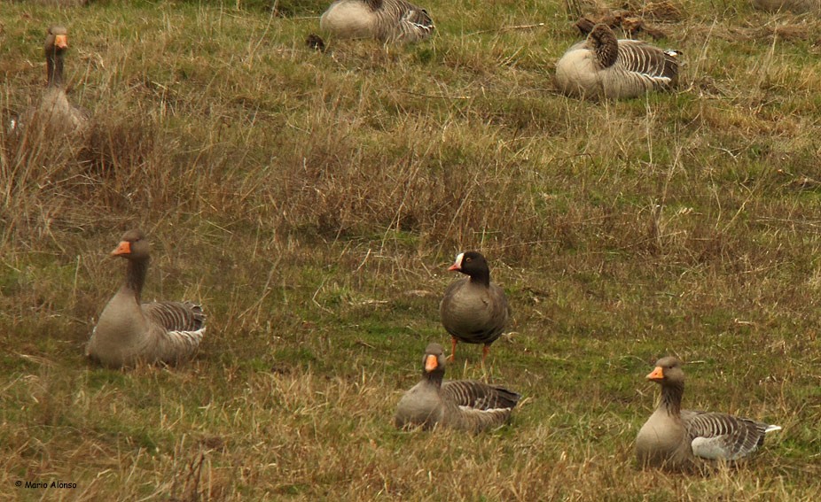 Lesser White-fronted Goose - ML610548563