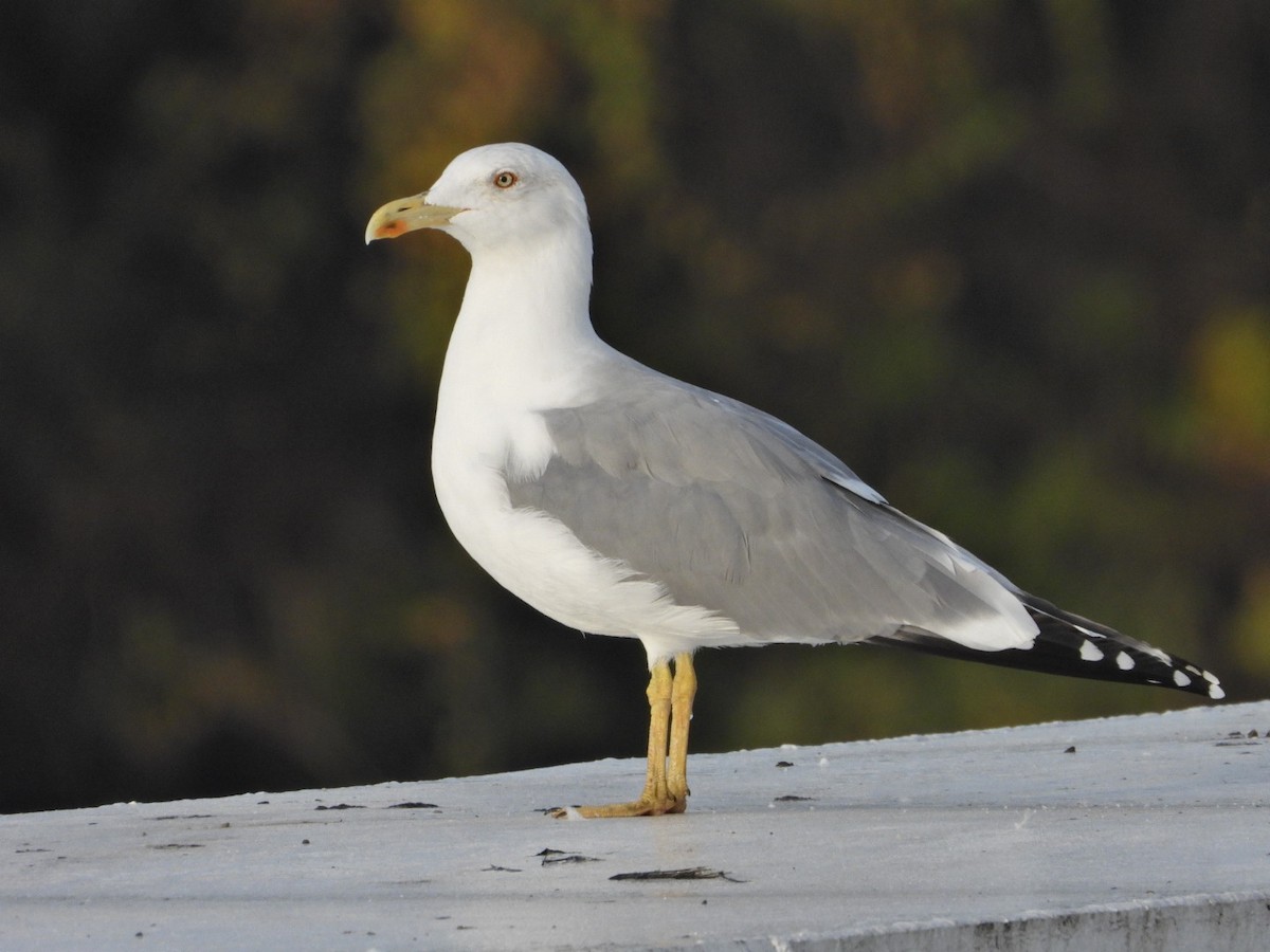 Yellow-legged Gull - Ivan V