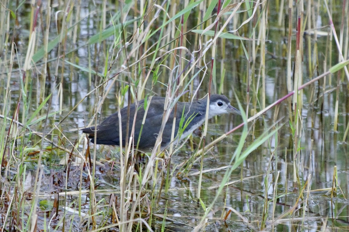 White-breasted Waterhen - ML610548777