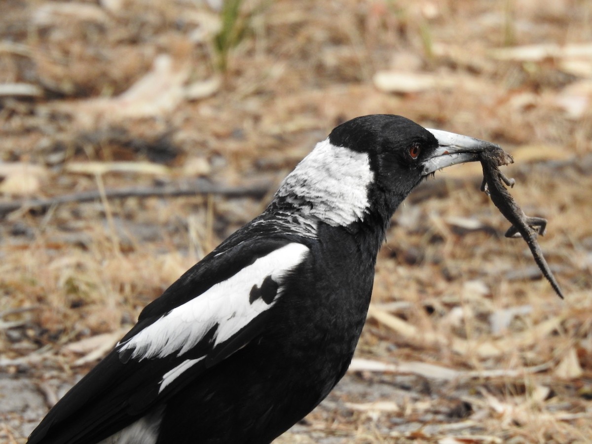 Australian Magpie - ML610548809