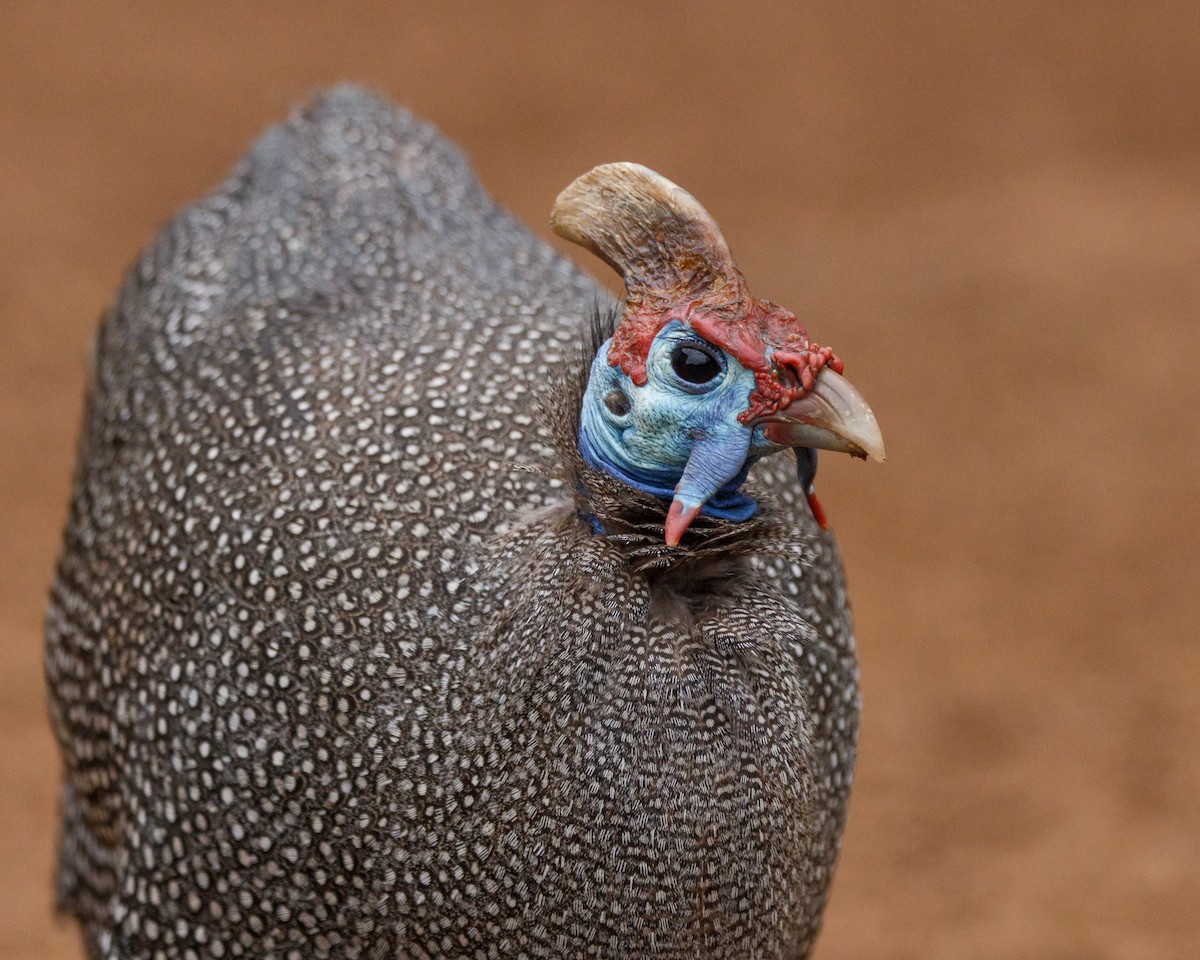 Helmeted Guineafowl - Karl Wirth