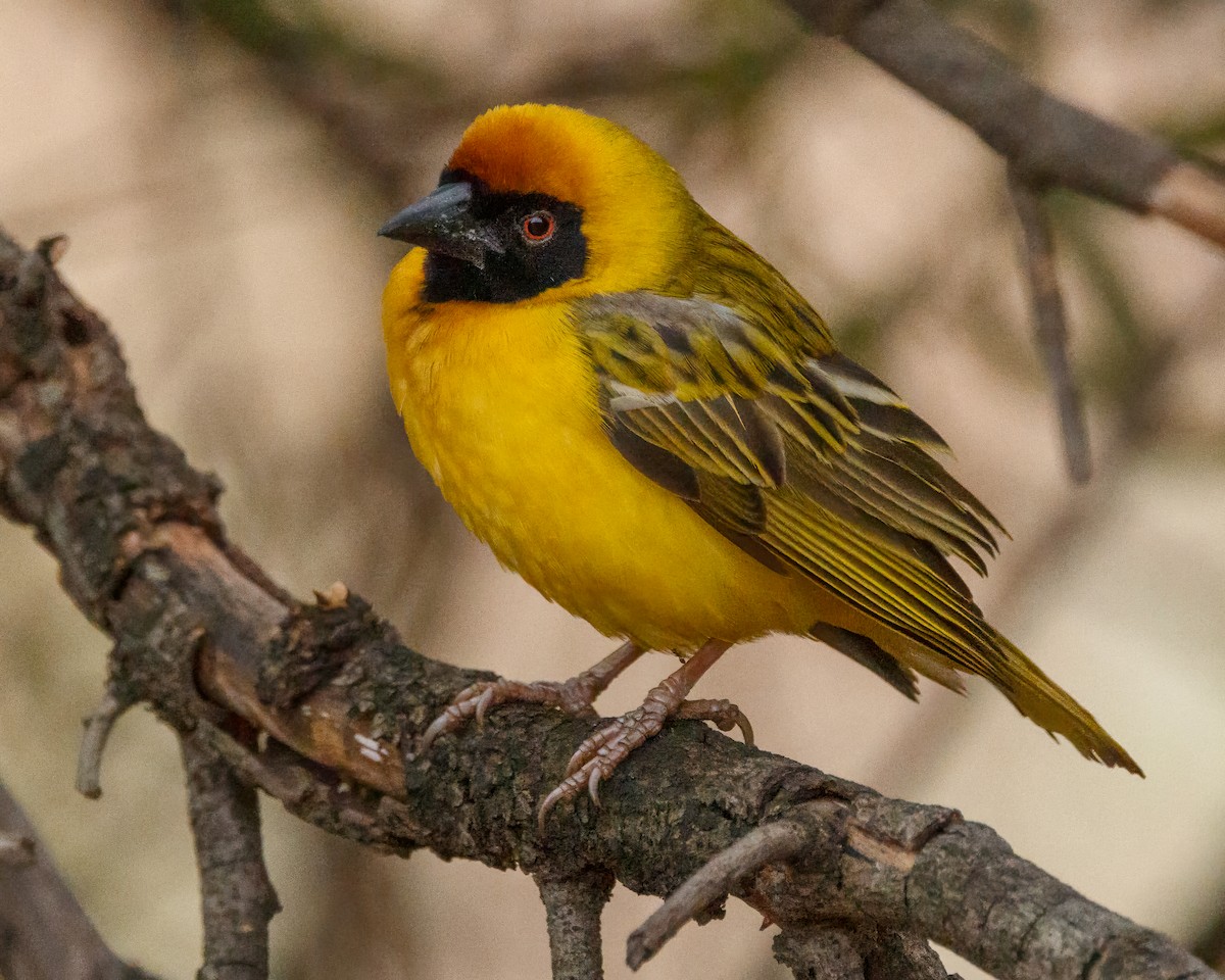 Southern Masked-Weaver - ML610548812