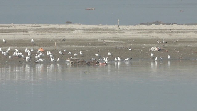 Brown-headed Gull - ML610548849