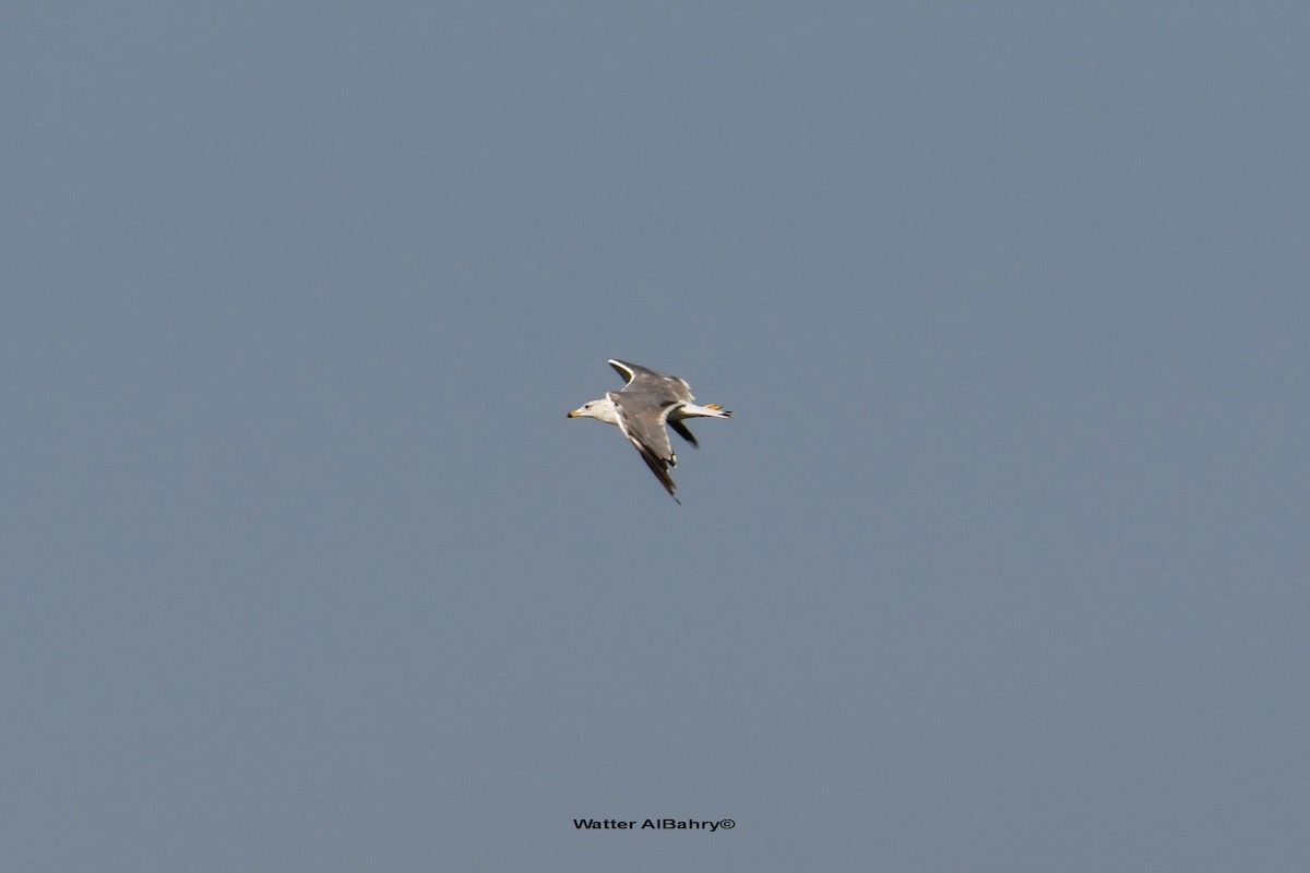Армянская чайка - ML610548916