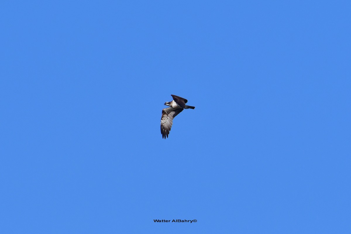 Osprey (haliaetus) - Watter AlBahry