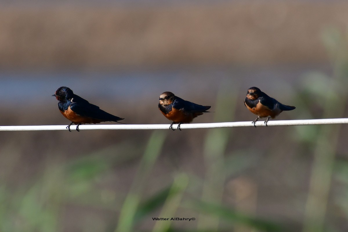 Barn Swallow (Egyptian) - Watter AlBahry