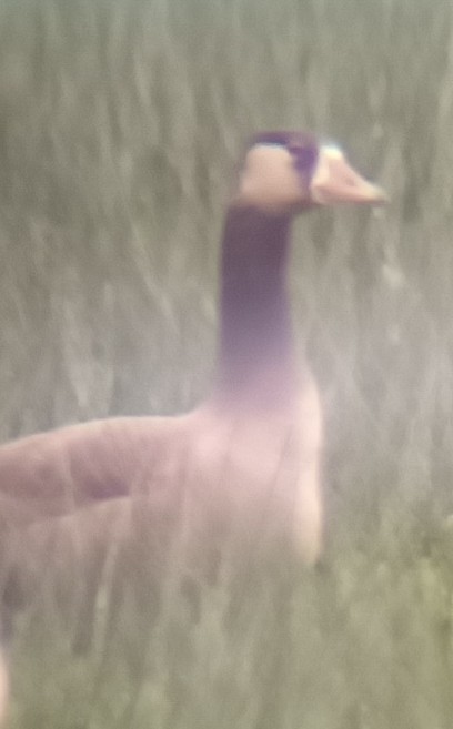 Greater White-fronted x Canada Goose (hybrid) - ML610549149
