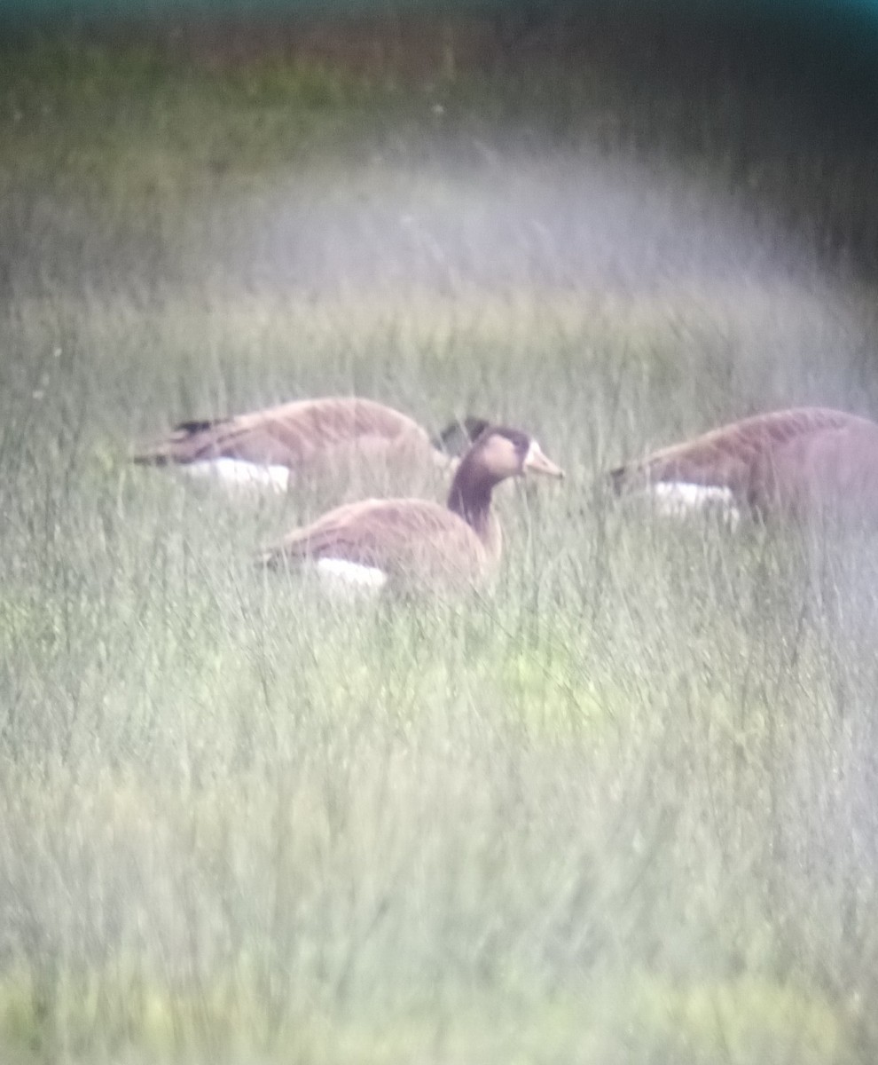 Greater White-fronted x Canada Goose (hybrid) - ML610549154