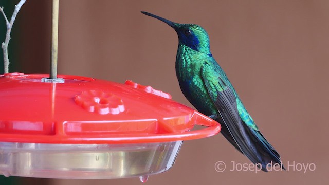 kolibřík modrolící - ML610549171