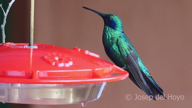 fiolørekolibri - ML610549171