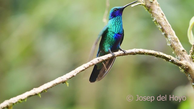 Colibrí Rutilante - ML610549305