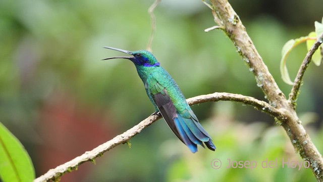 Glanz-Veilchenohrkolibri - ML610549431