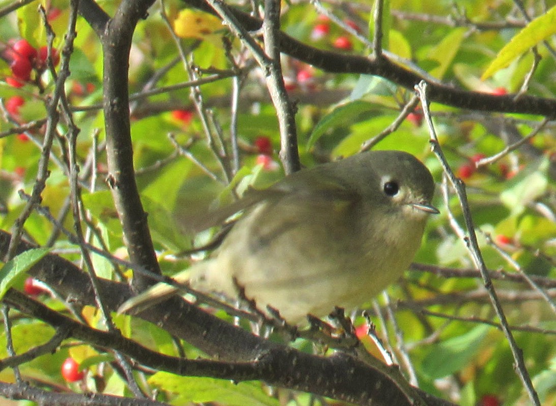 Ruby-crowned Kinglet - ML610549522
