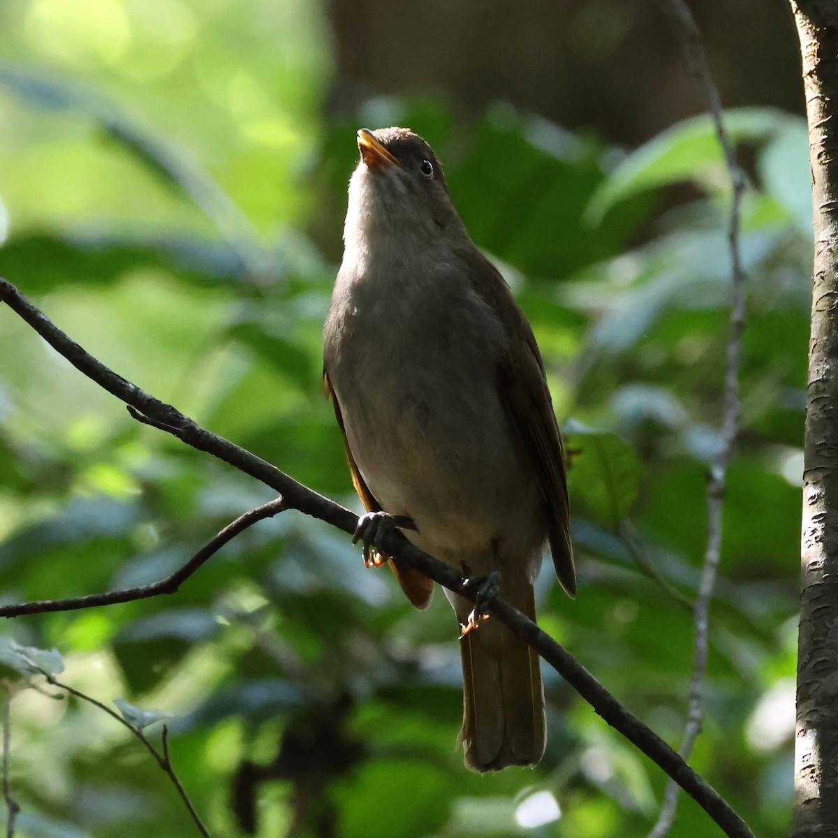 Golden Bowerbird - ML610549532