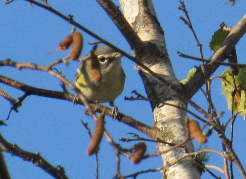 Blue-headed Vireo - ML610549542