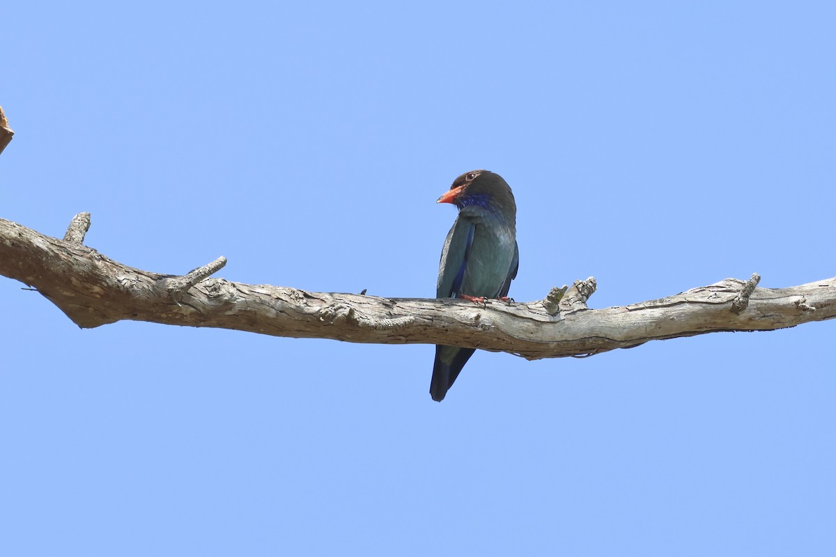 Dollarbird - ML610549645