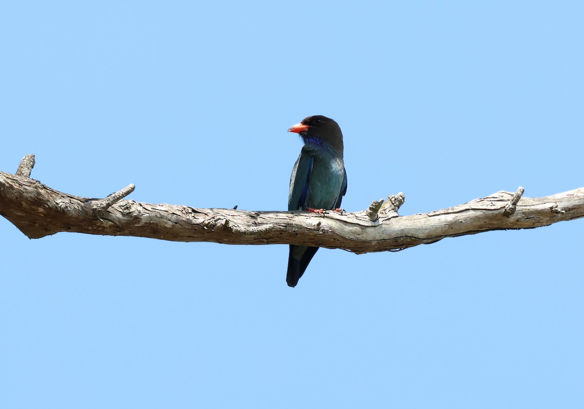 Dollarbird - ML610549647