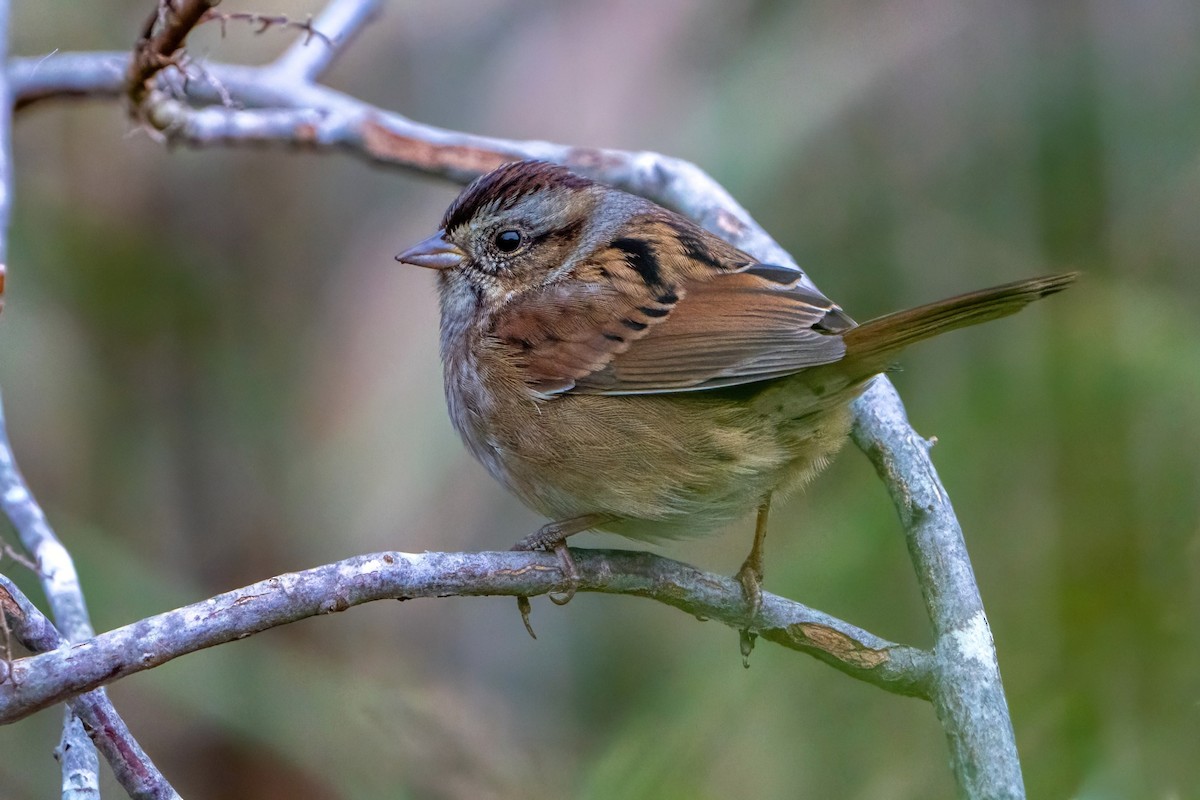 Swamp Sparrow - ML610549662
