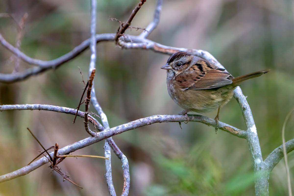 Swamp Sparrow - ML610549663