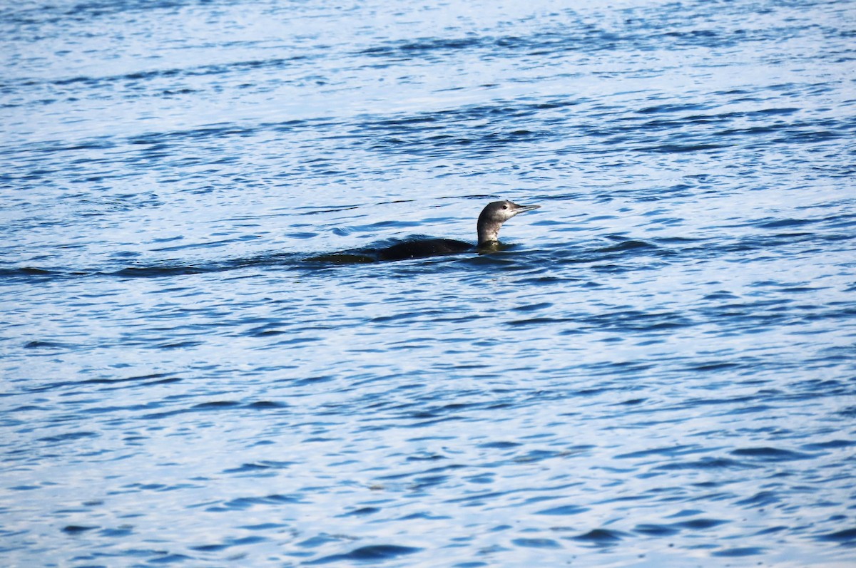 Red-throated Loon - ML610549745