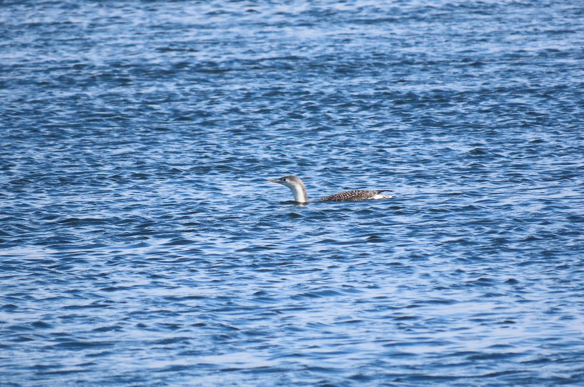 Red-throated Loon - ML610549746