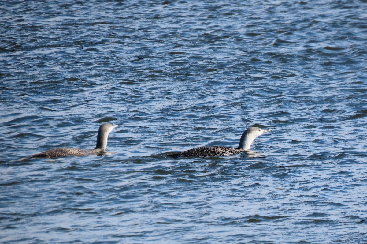 Red-throated Loon - ML610549747