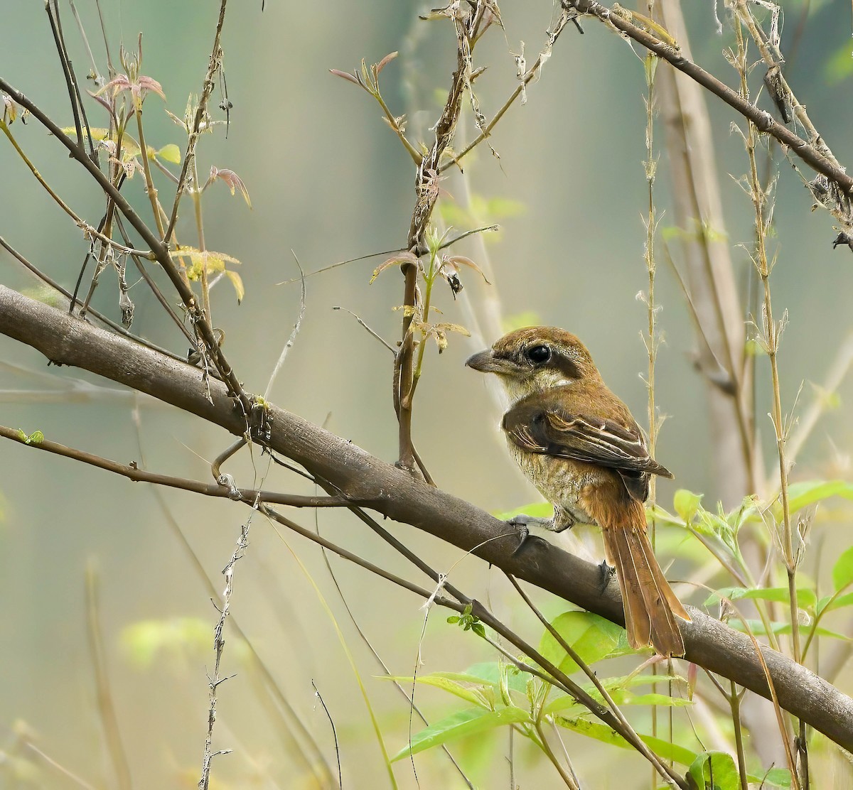 Brown Shrike - Saubhik Ghosh