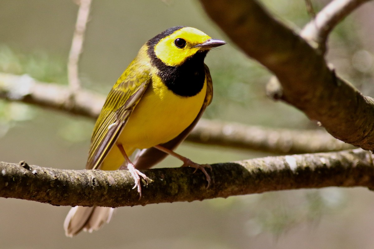 Hooded Warbler - ML610549889