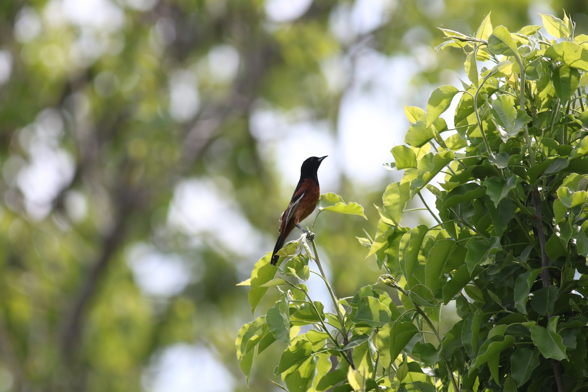 Orchard Oriole - ML610549910