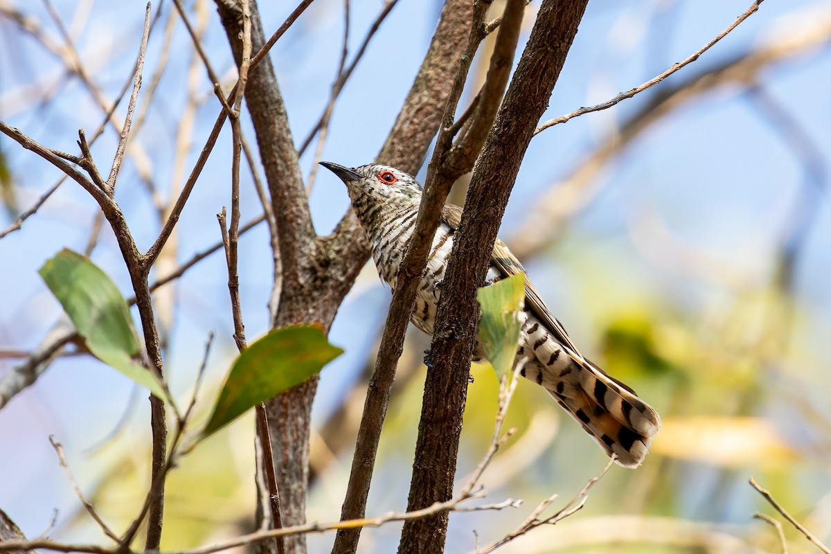 Little Bronze-Cuckoo - ML610549918