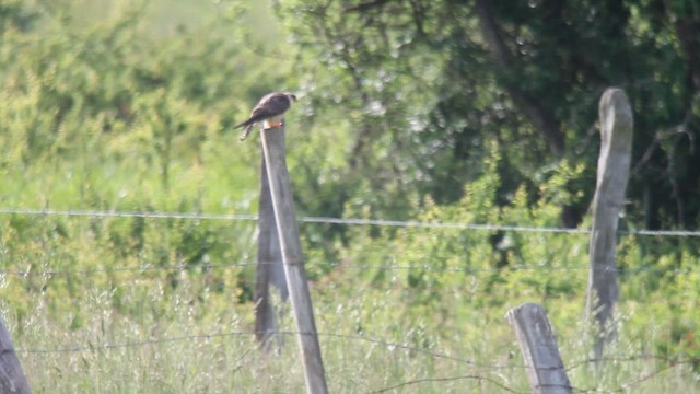 Red-footed Falcon - ML610550012