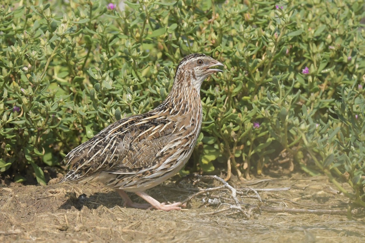 Common Quail - ML610550040