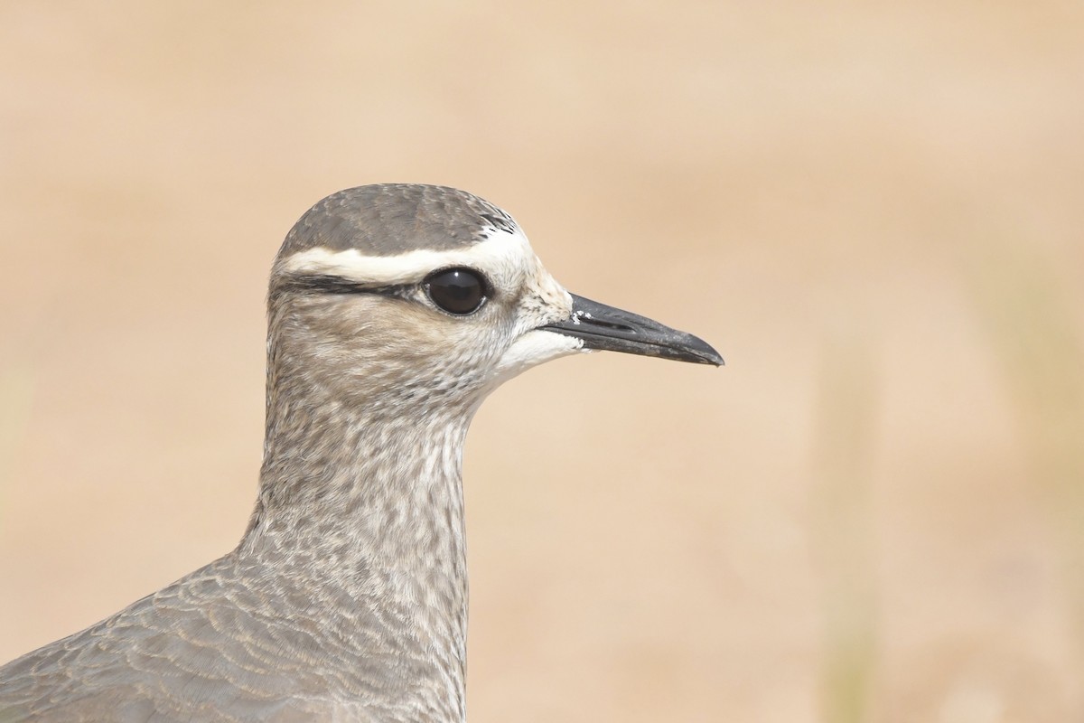 Sociable Lapwing - ML610550052