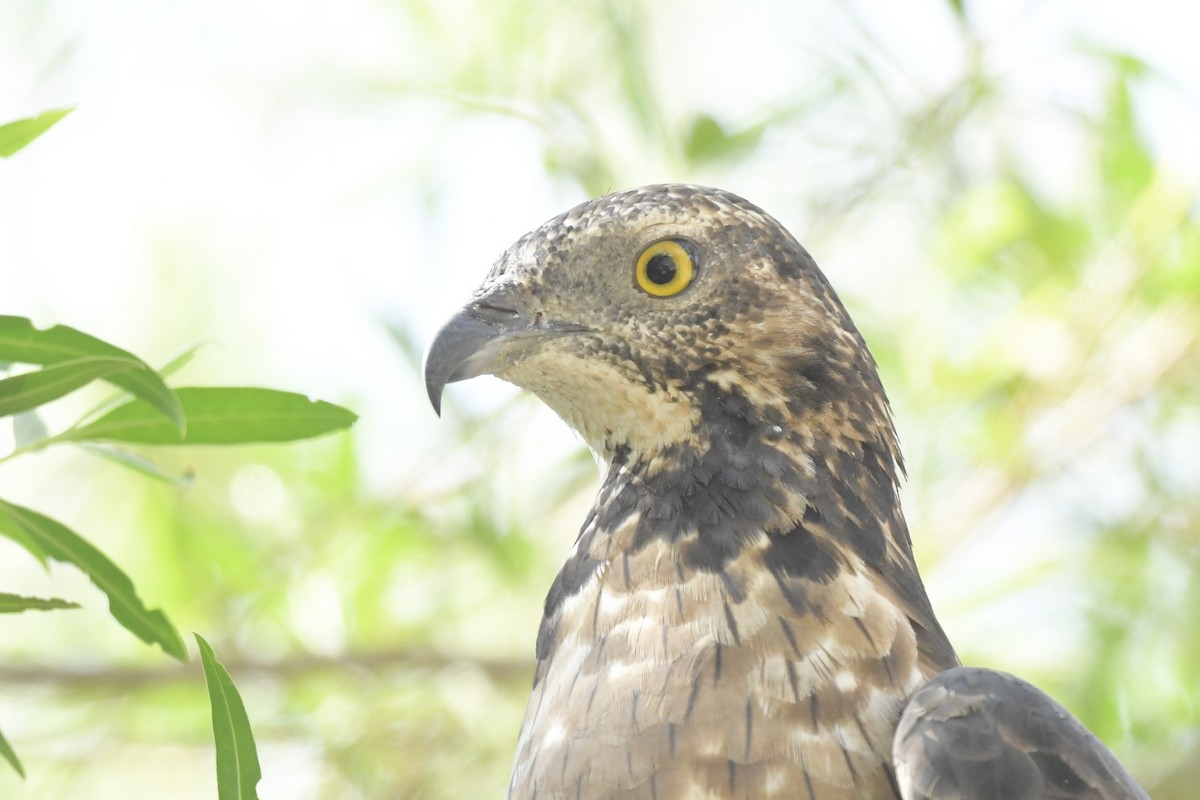 Oriental Honey-buzzard - ML610550072