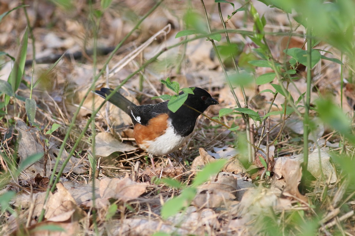 Eastern Towhee - Brian Quindlen