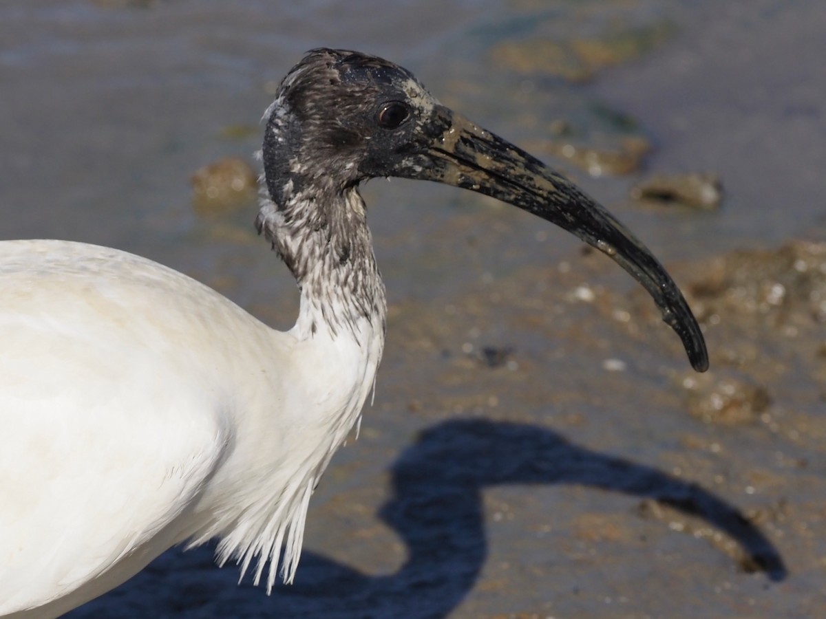 Ibis à cou noir - ML610550144