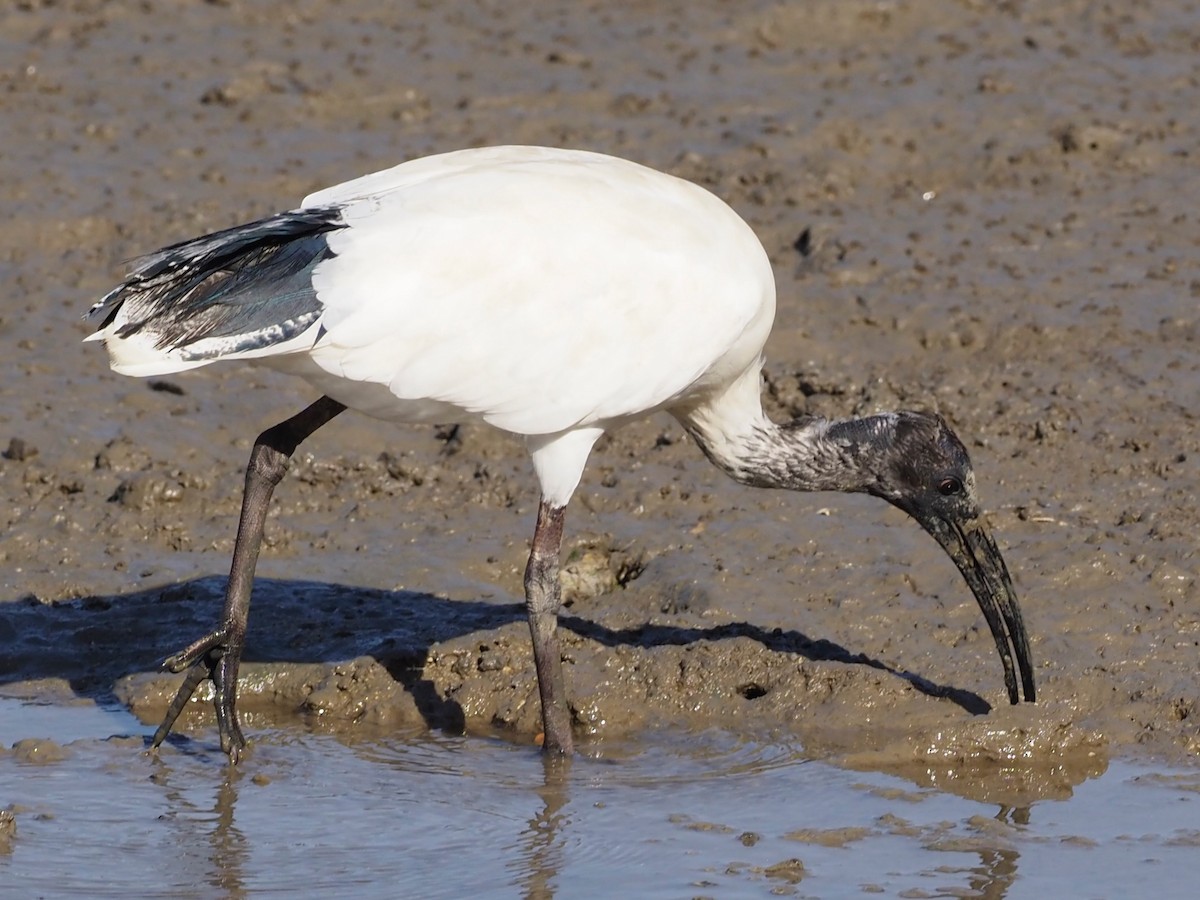 Ibis à cou noir - ML610550145