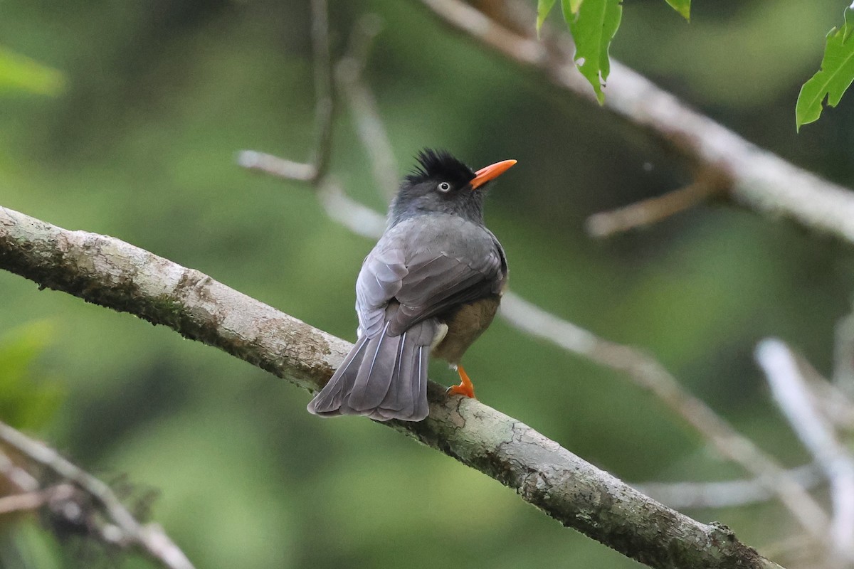 Bulbul de Reunión - ML610550149