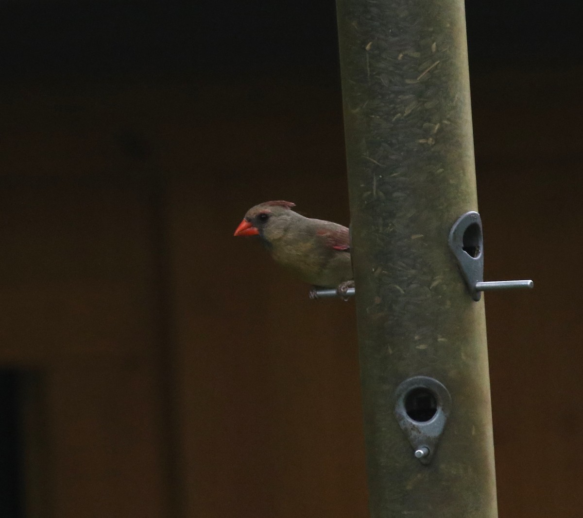 Northern Cardinal - Brian Quindlen