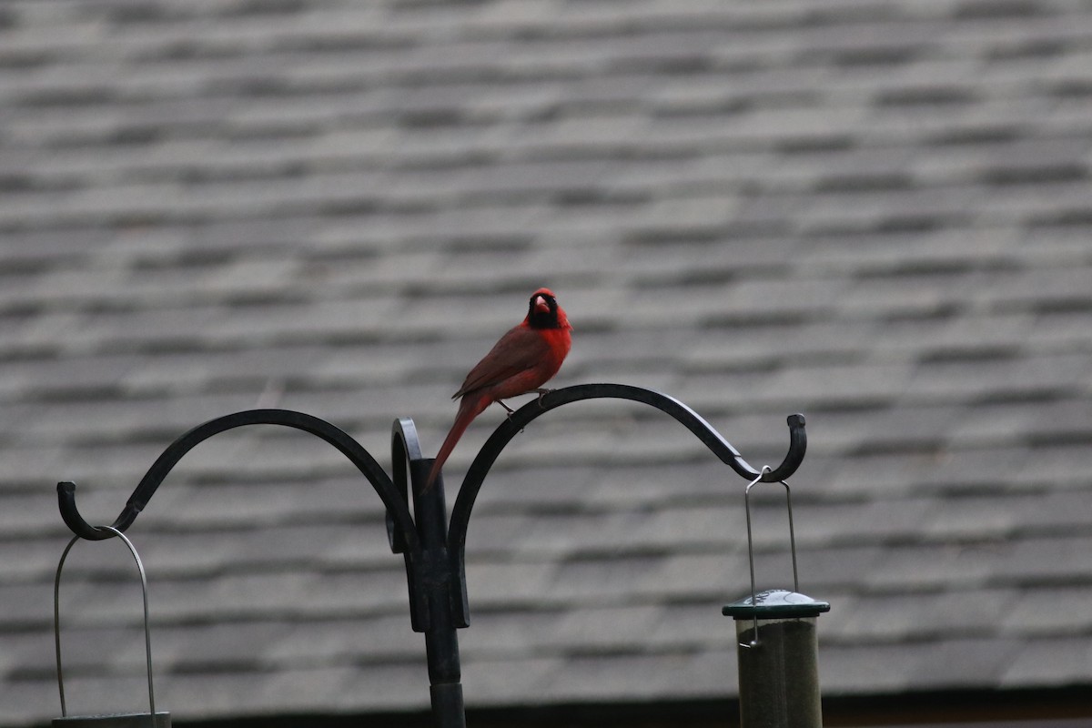 Northern Cardinal - ML610550183