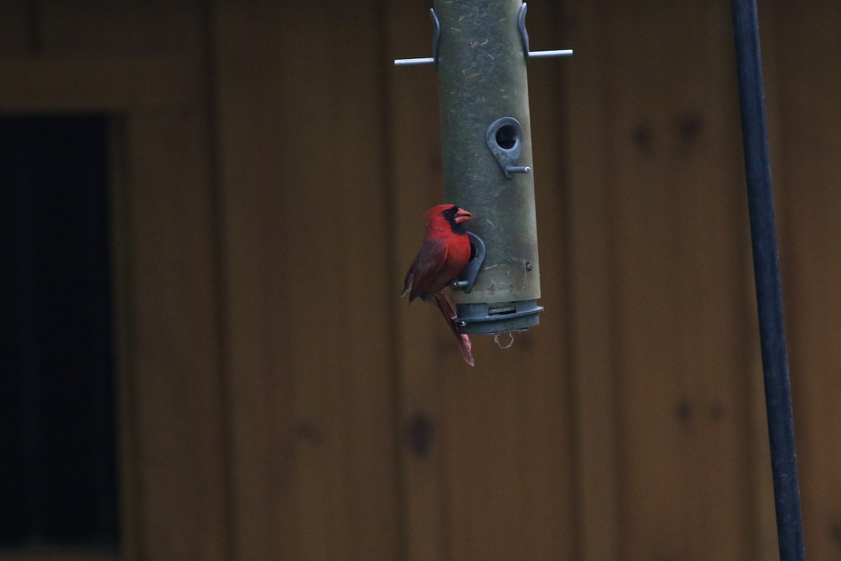 Northern Cardinal - ML610550184