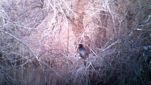 Pygmy Cormorant - ML610550203