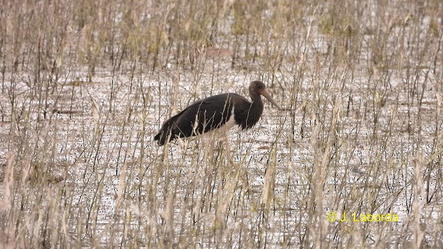 Black Stork - ML610550243