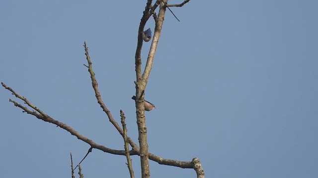 Velvet-fronted Nuthatch - ML610550288