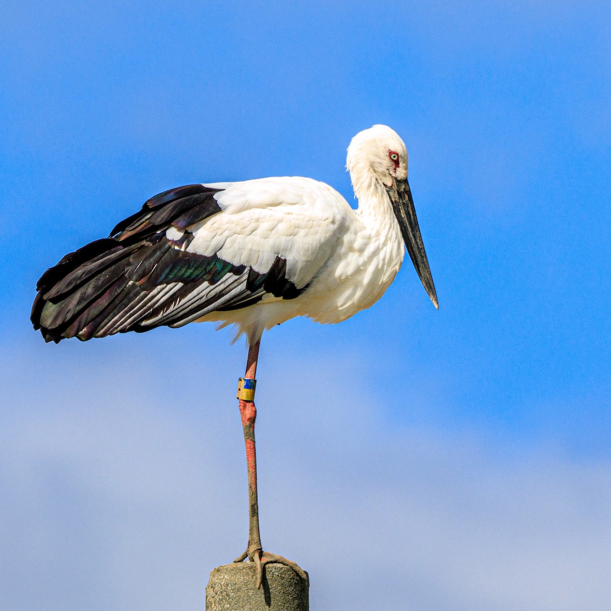 Schwarzschnabelstorch - ML610550319