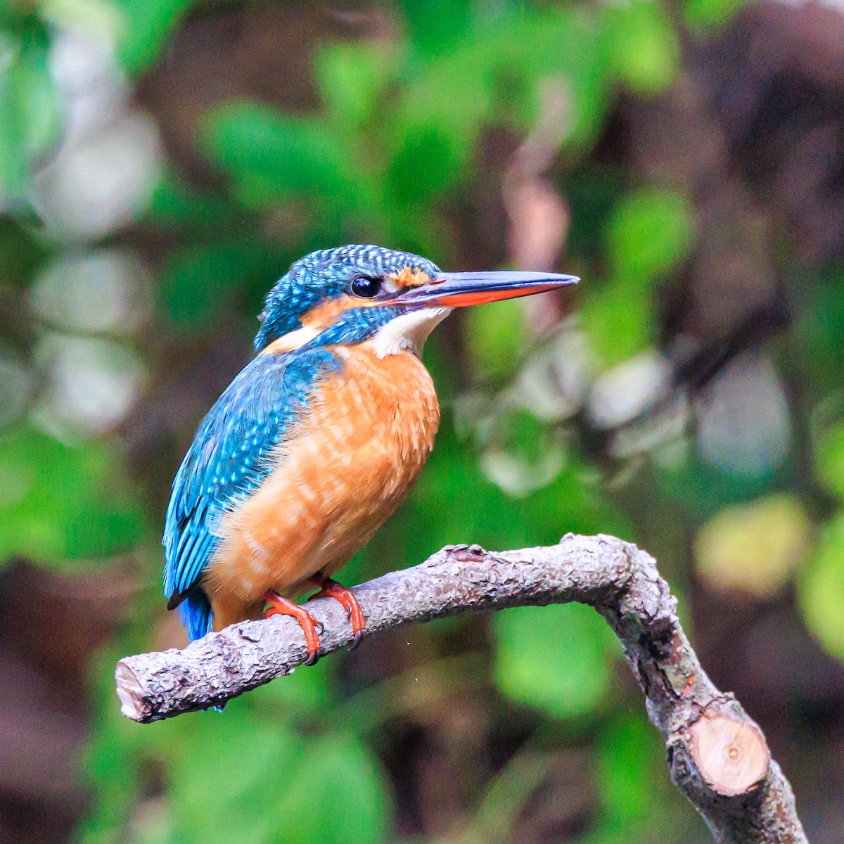 Martin-pêcheur d'Europe - ML610550333