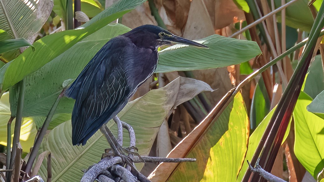 Green Heron - ML610550334