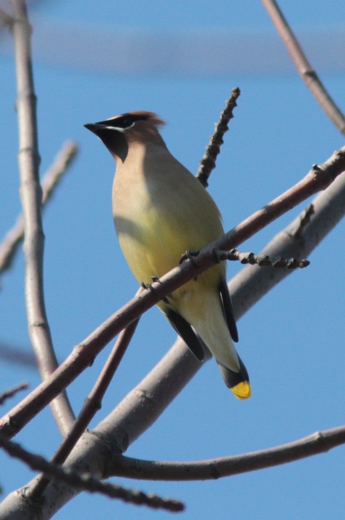 Cedar Waxwing - ML610550457