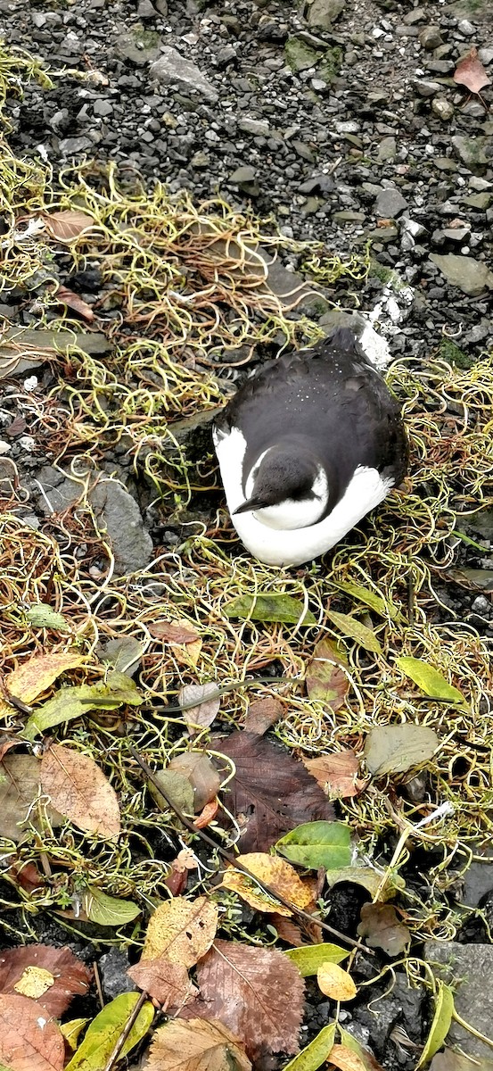 Common Murre - Klaudia Karpinska